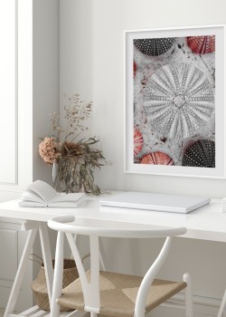 Κοχύλια και αχινοί