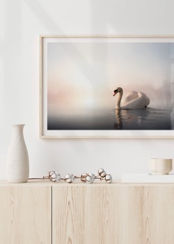 Λευκός κύκνος στη λίμνη