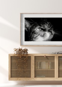 Γάτα με γουρλωμένα μάτια