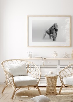 Αρσενικός γορίλας