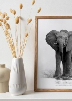 Μικρός γκρι ελέφαντας