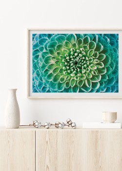 Τιρκουάζ Ντάλια