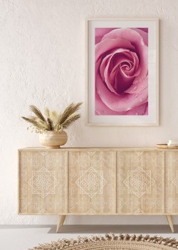 Φούξια τριαντάφυλλο