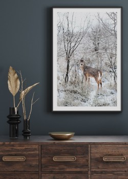 Winter Deer