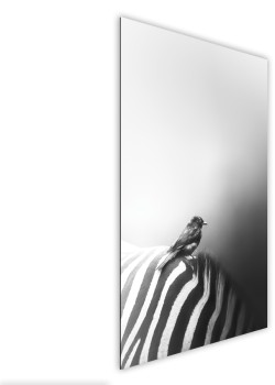 Bird On Zebra